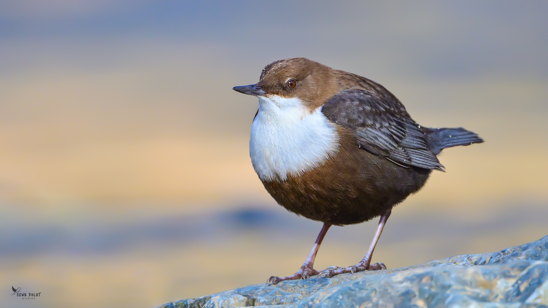 White-throated Dipper